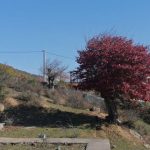 IMG_20221114_121135
